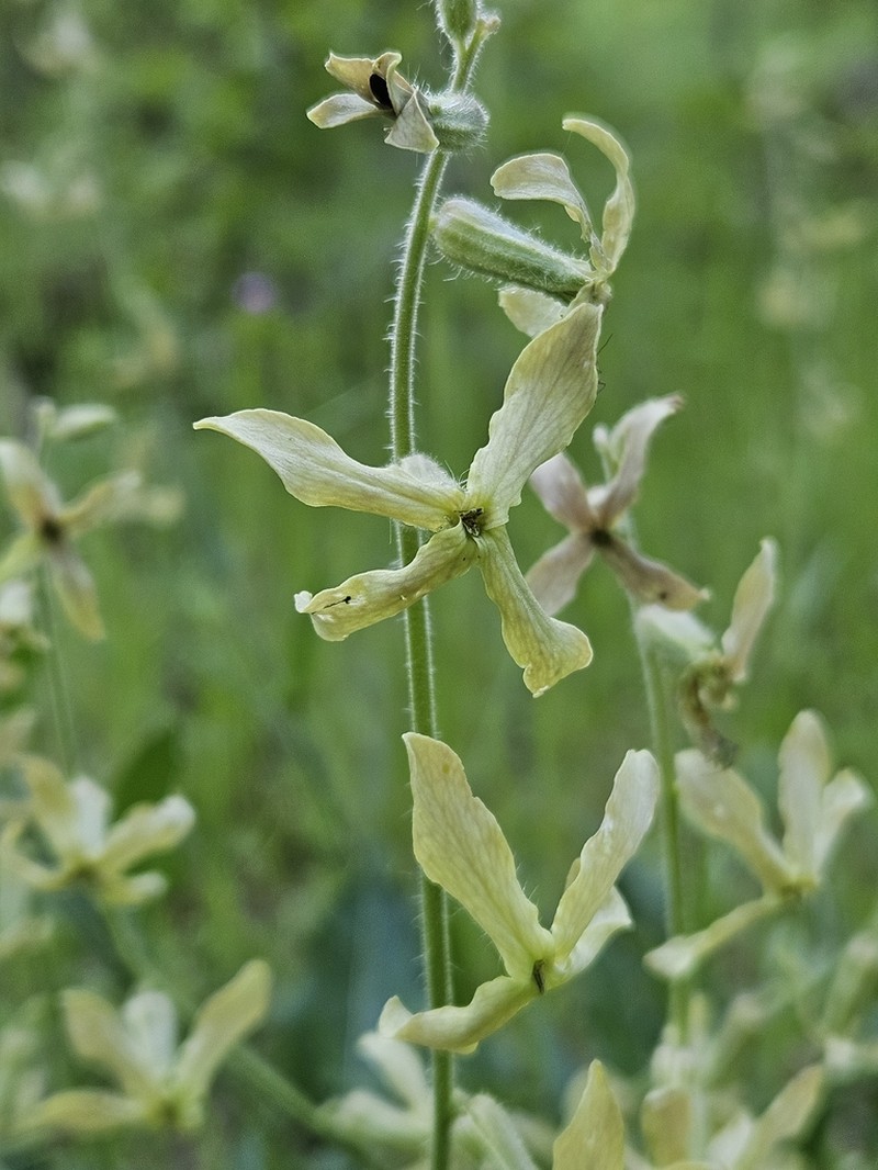 Hesperis laciniata photo 2