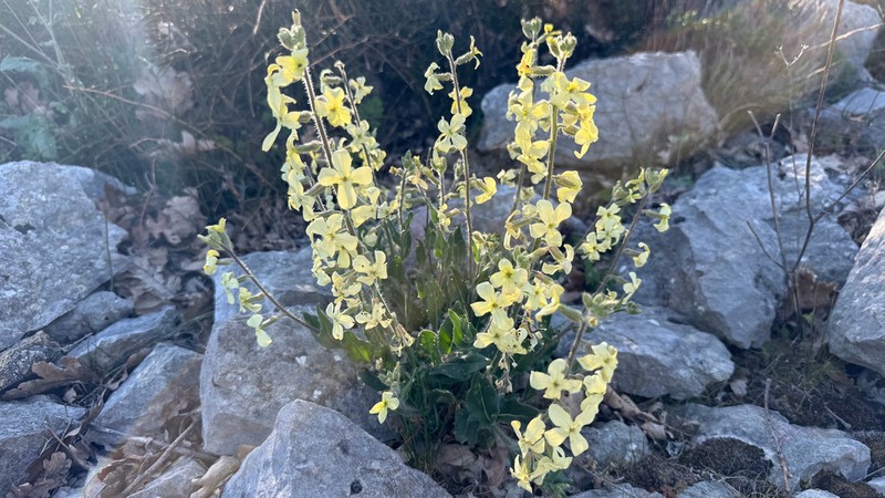 Hesperis laciniata photo 3