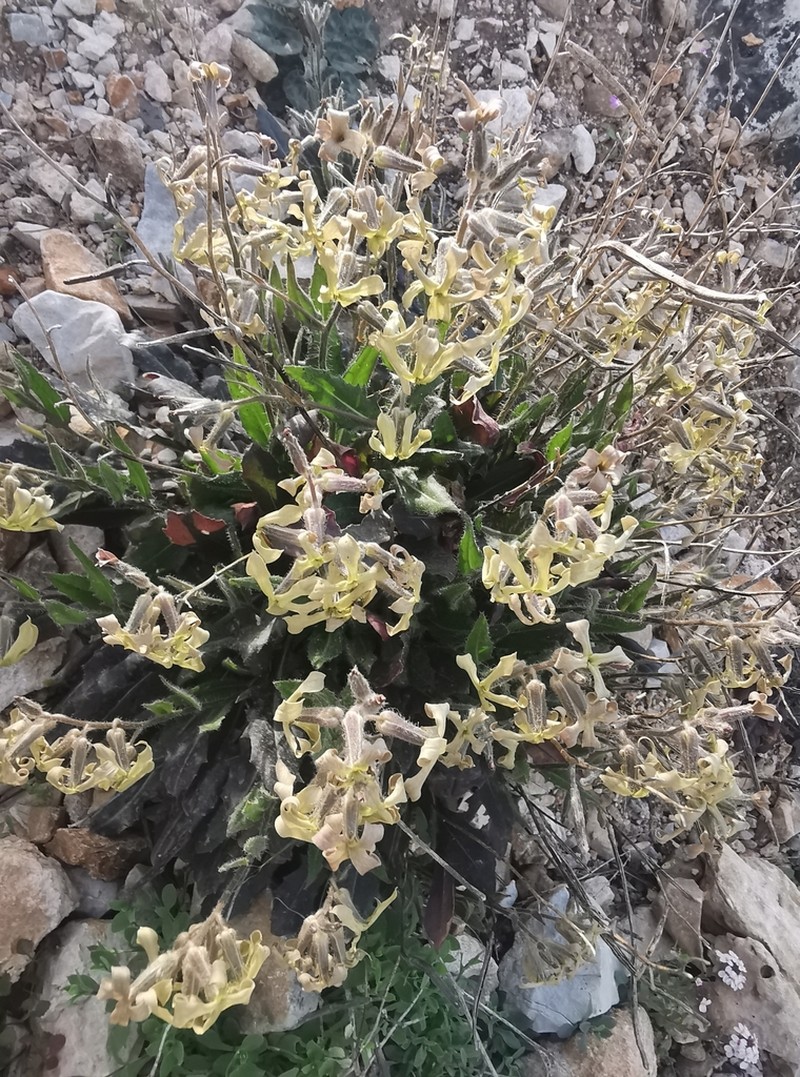 Hesperis laciniata photo 4