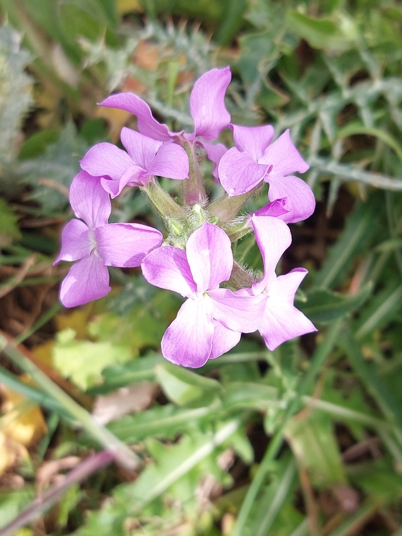 Hesperis laciniata photo 5