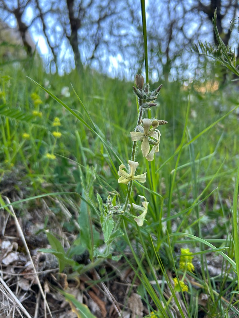 Hesperis laciniata photo 6