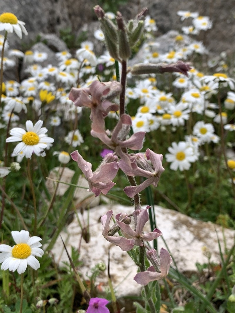 Hesperis laciniata photo 7