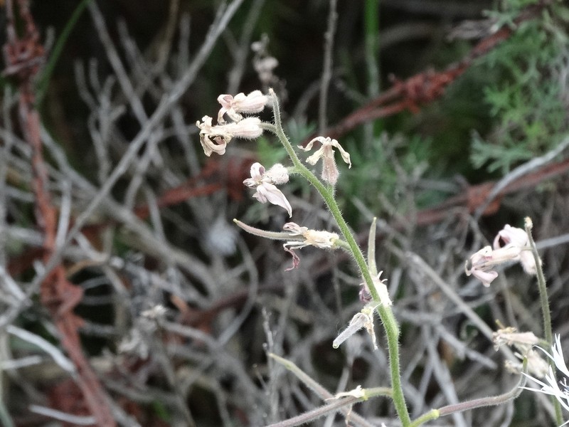 Hesperis laciniata photo 8