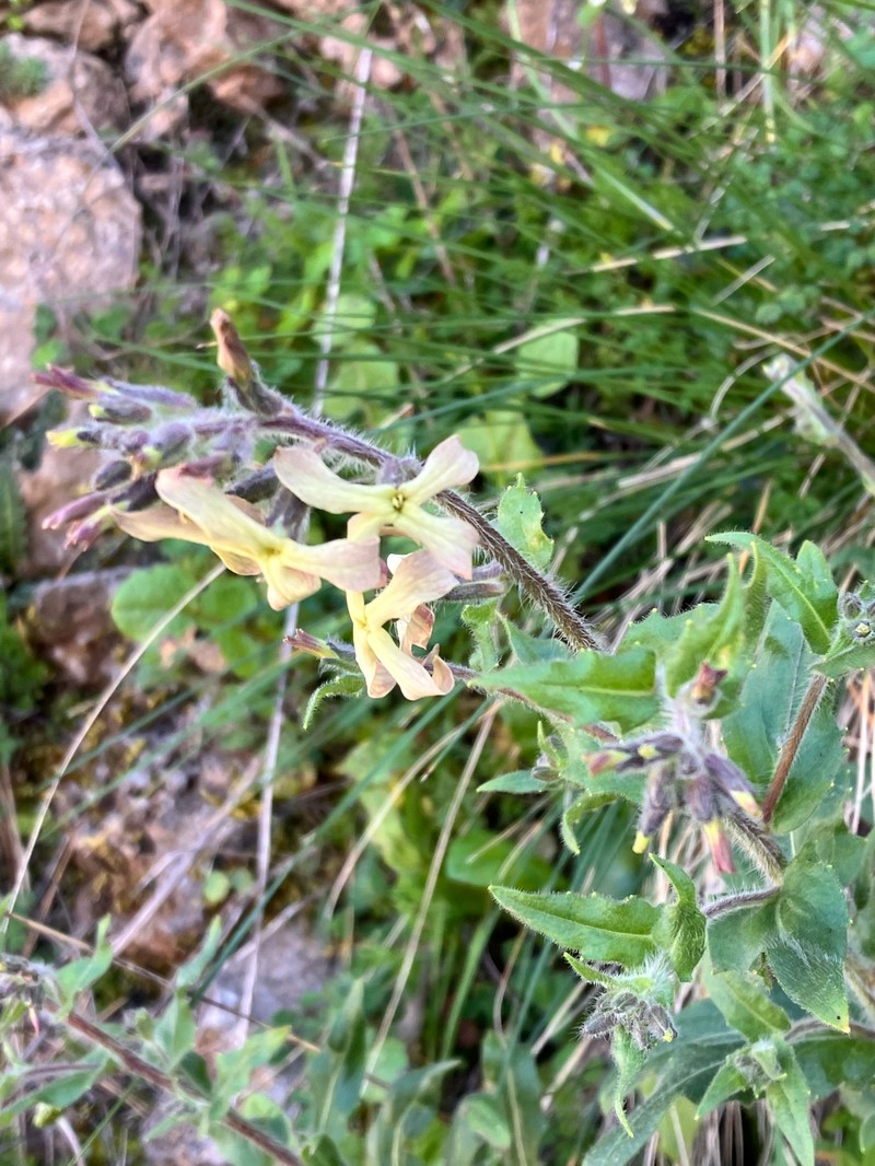 Hesperis laciniata subsp. laciniata
