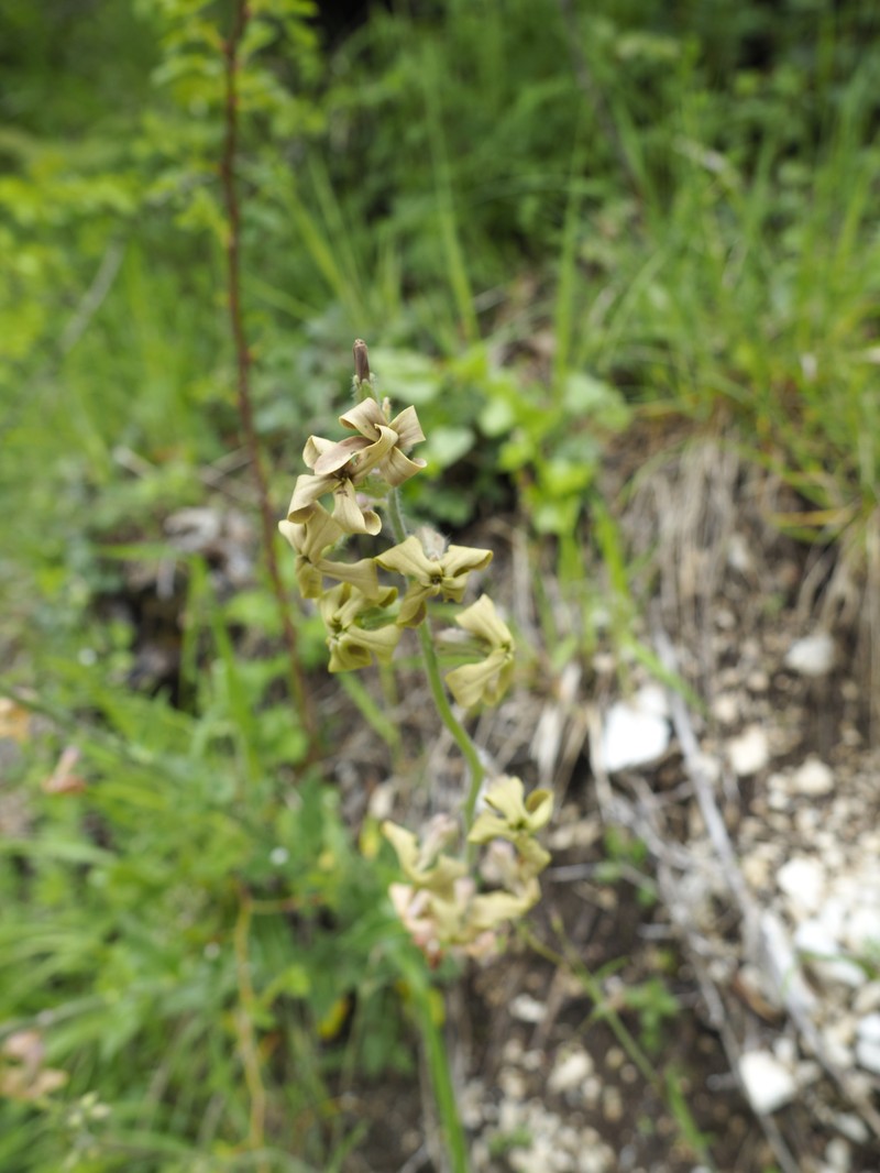 Hesperis laciniata subsp. laciniata photo 3