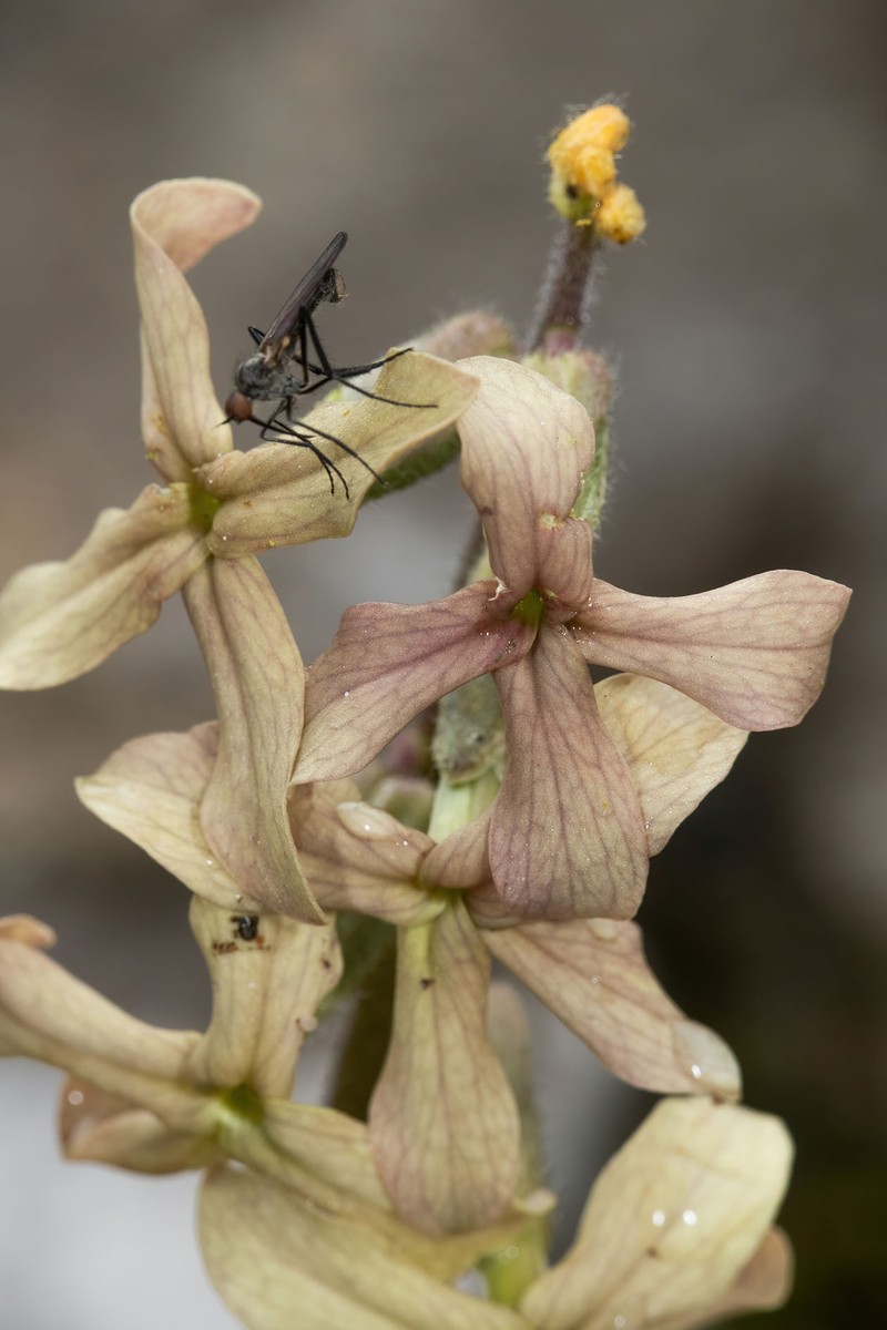 Hesperis laciniata subsp. laciniata photo 4
