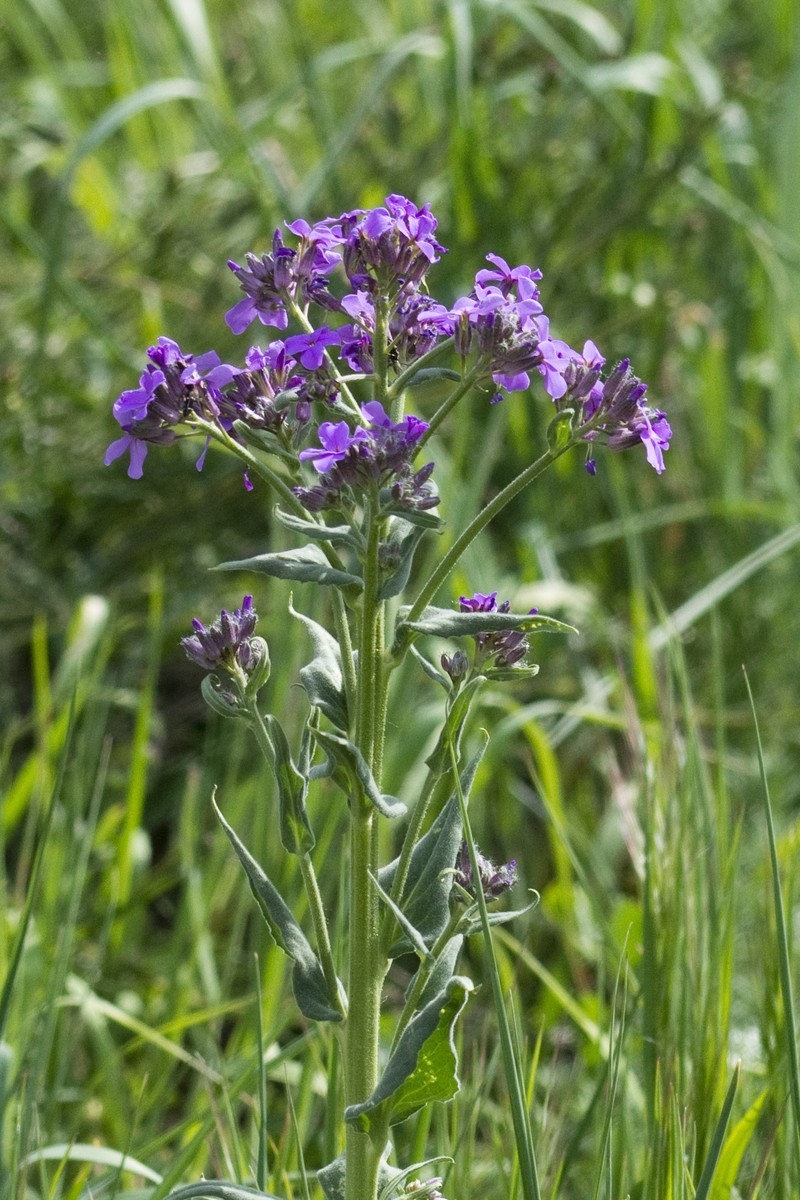 Hesperis matronalis subsp. matronalis photo 2
