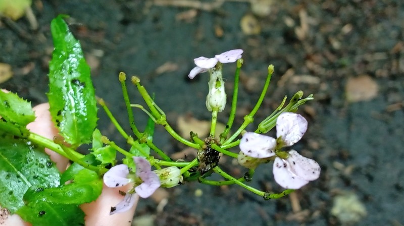 Hesperis matronalis subsp. matronalis photo 3