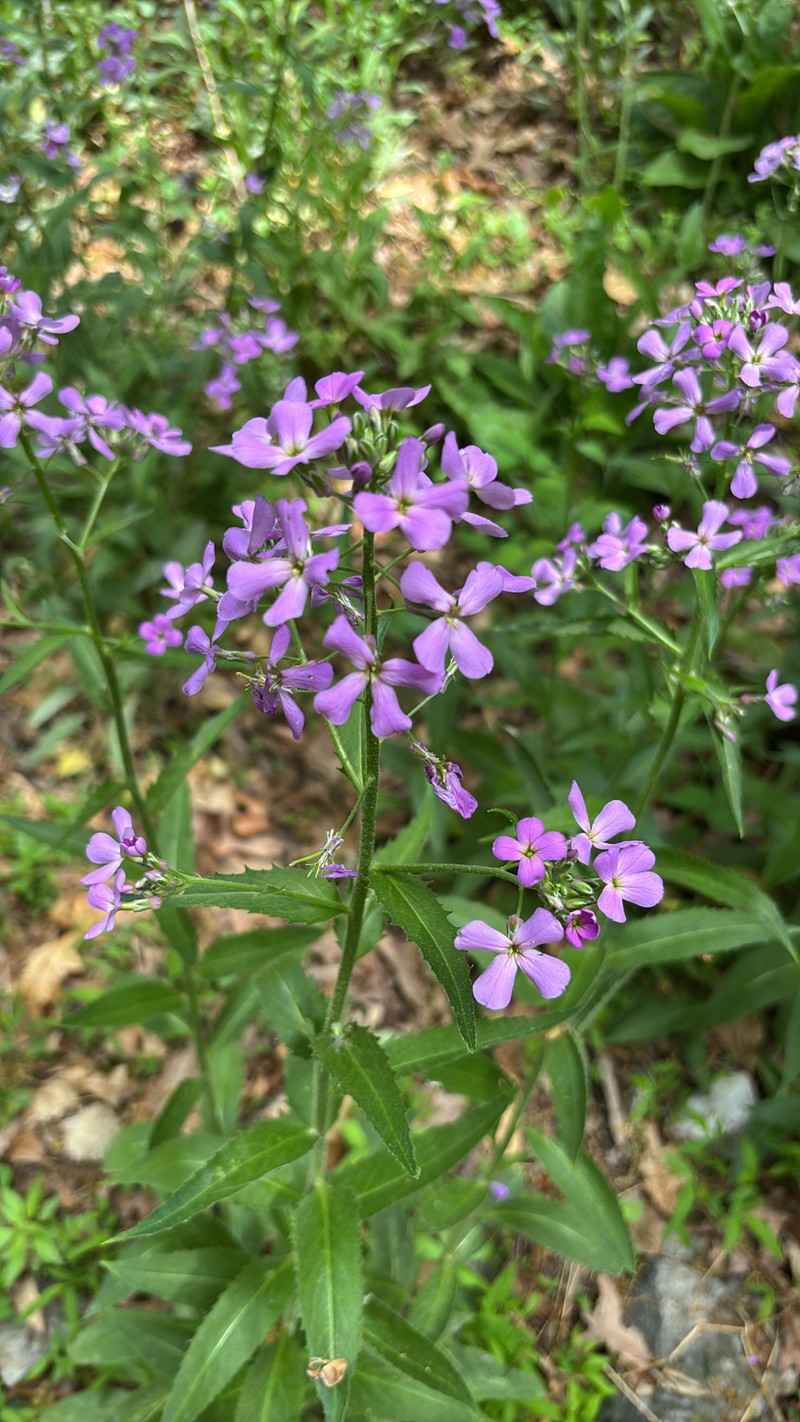 Hesperis matronalis subsp. matronalis photo 4