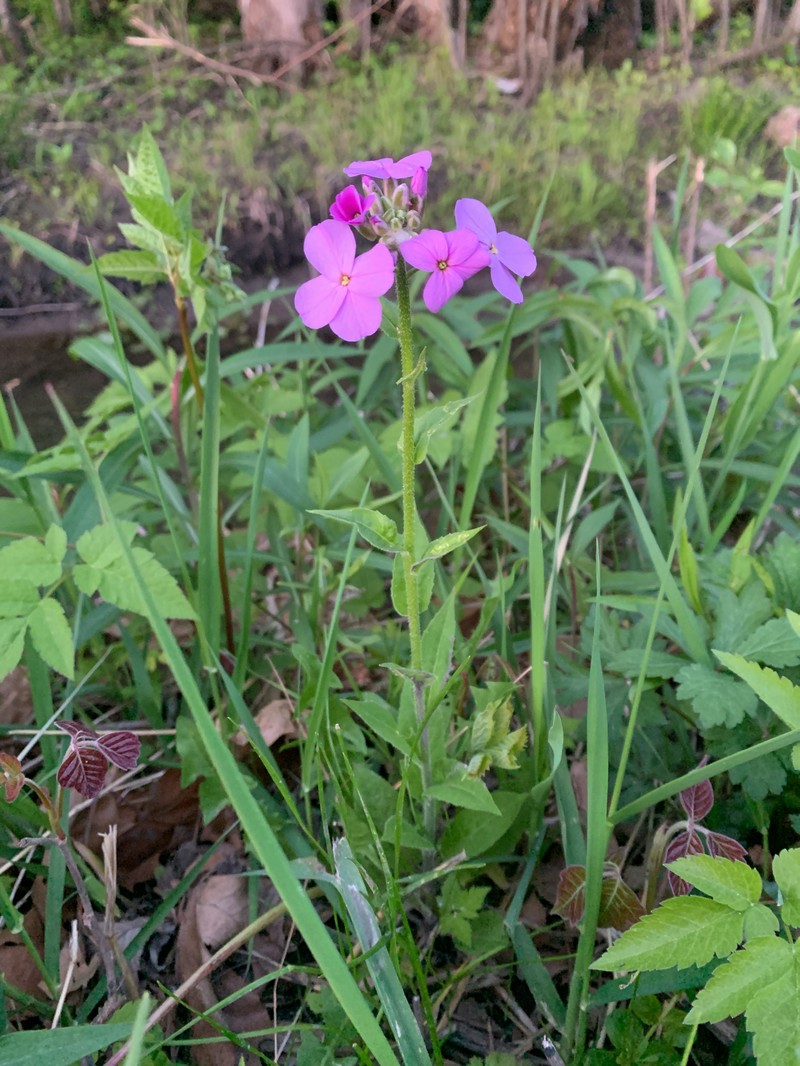 Hesperis matronalis subsp. matronalis photo 5