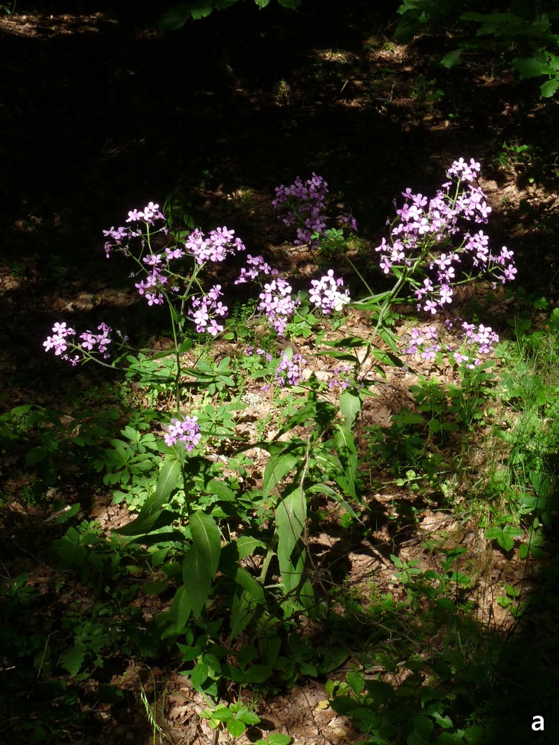 Hesperis matronalis subsp. matronalis