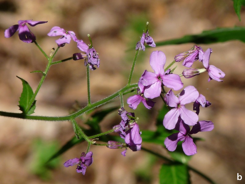 Hesperis matronalis subsp. matronalis photo 6
