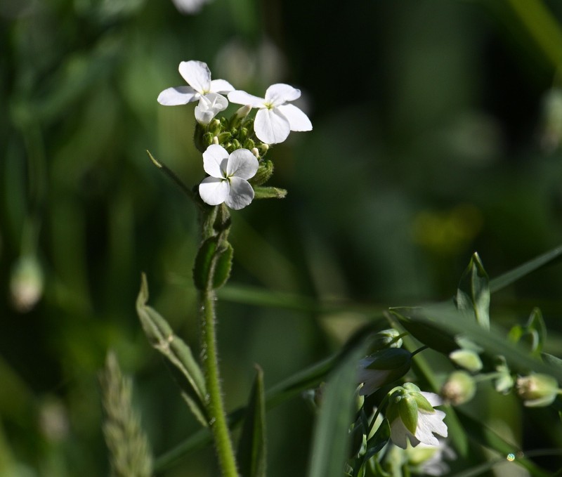 Hesperis matronalis subsp. nivea