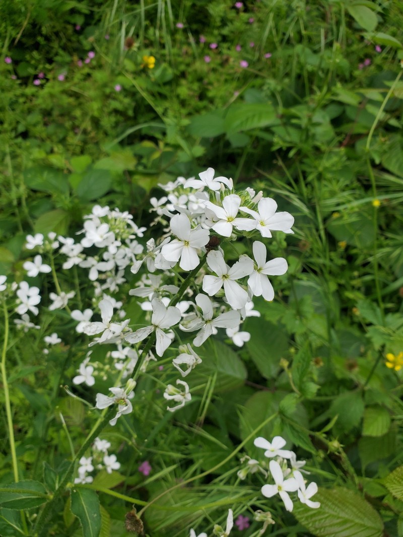 Hesperis matronalis subsp. nivea photo 2