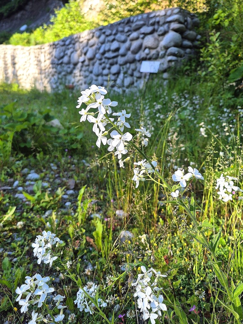Hesperis matronalis subsp. nivea photo 3