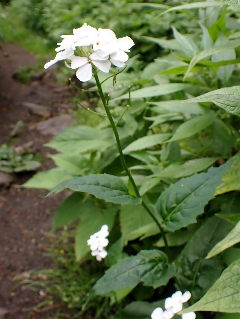Hesperis matronalis subsp. nivea photo 4