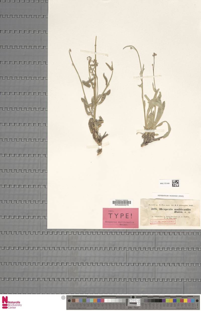 Hesperis multicaulis