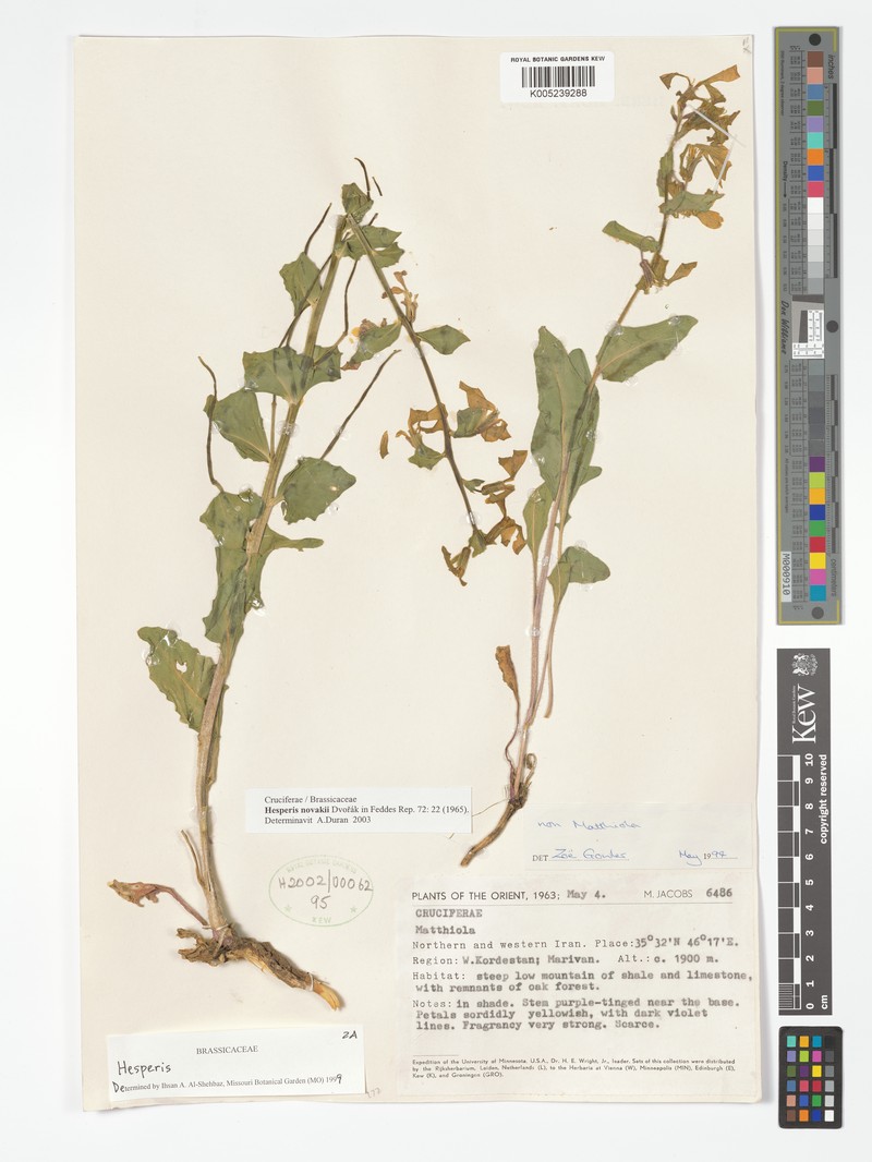 Hesperis novakii