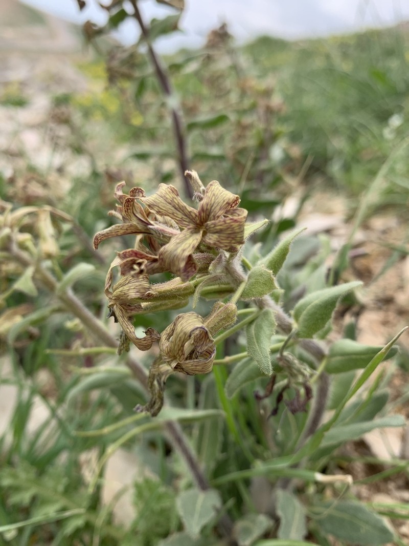 Hesperis odorata