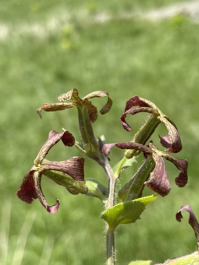 Hesperis odorata photo 4