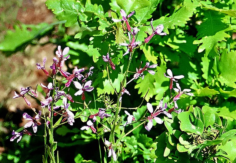 Hesperis oznur-duraniae