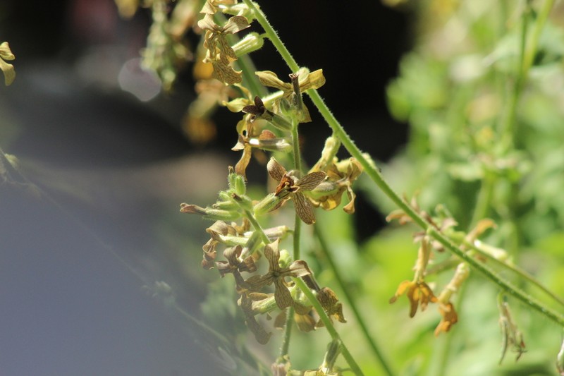 Hesperis pendula