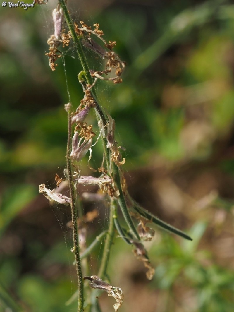 Hesperis pendula photo 2