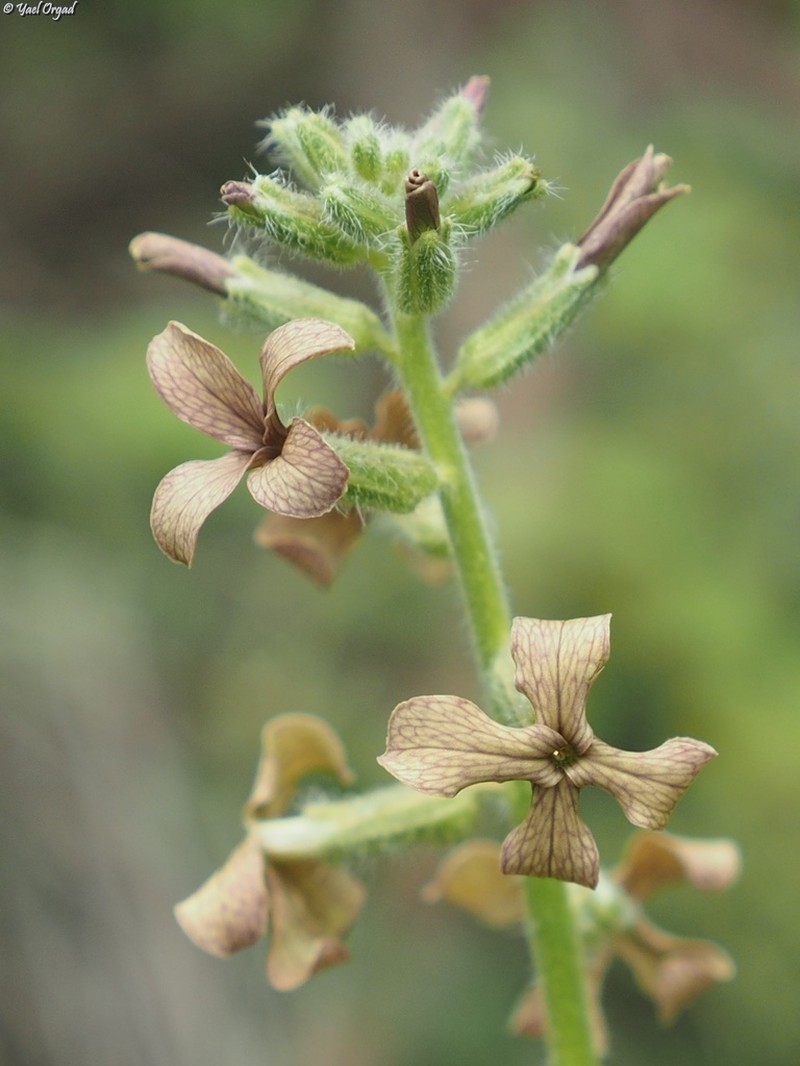 Hesperis pendula photo 3