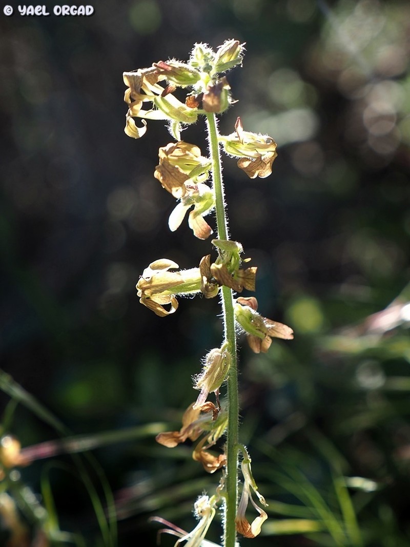 Hesperis pendula photo 4