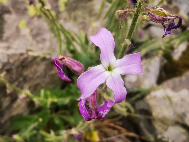 Hesperis pendula photo 5