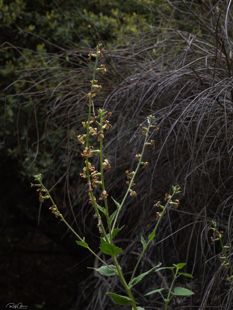 Hesperis pendula photo 6