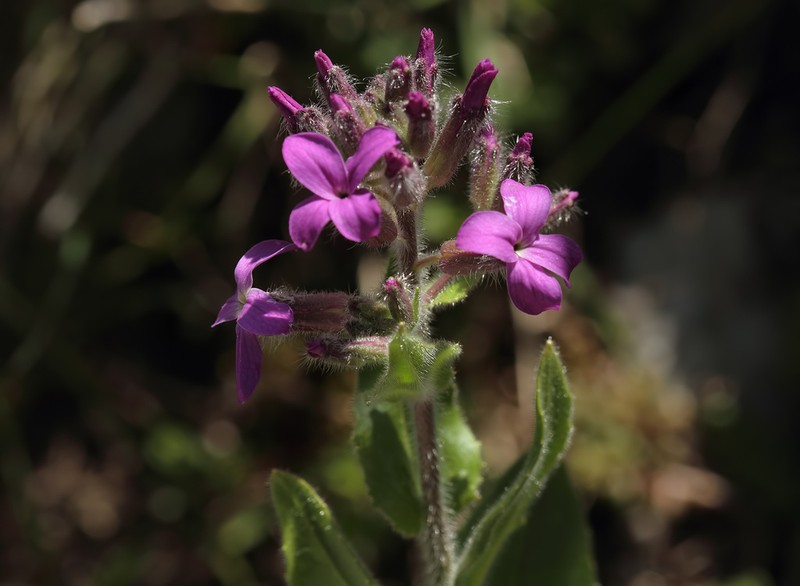 Hesperis pendula photo 7