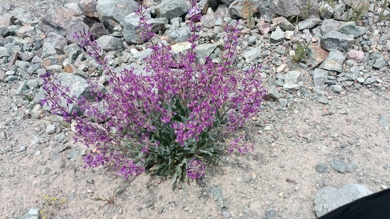 Hesperis persica