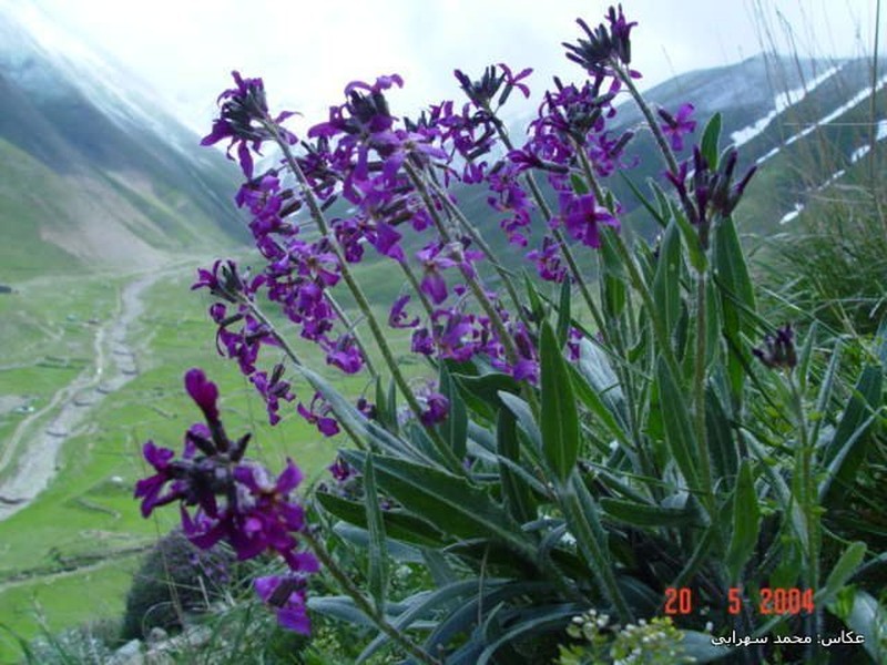 Hesperis persica photo 2