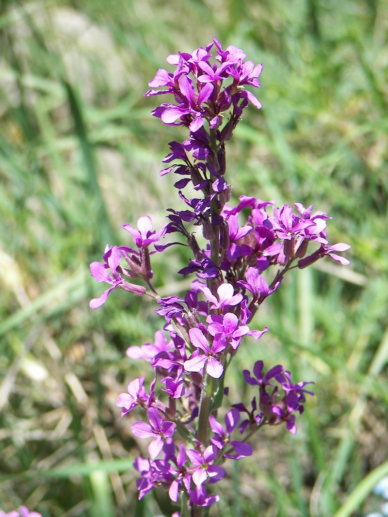 Hesperis persica photo 4