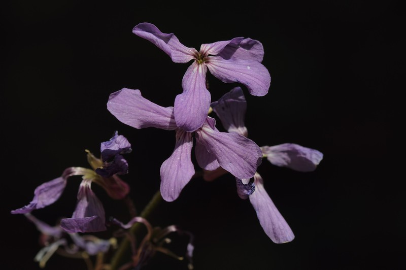 Hesperis podocarpa