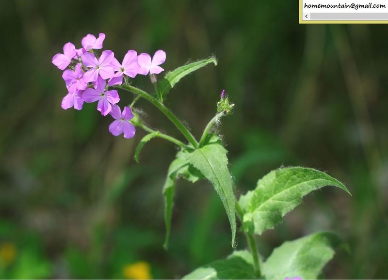 Hesperis sibirica