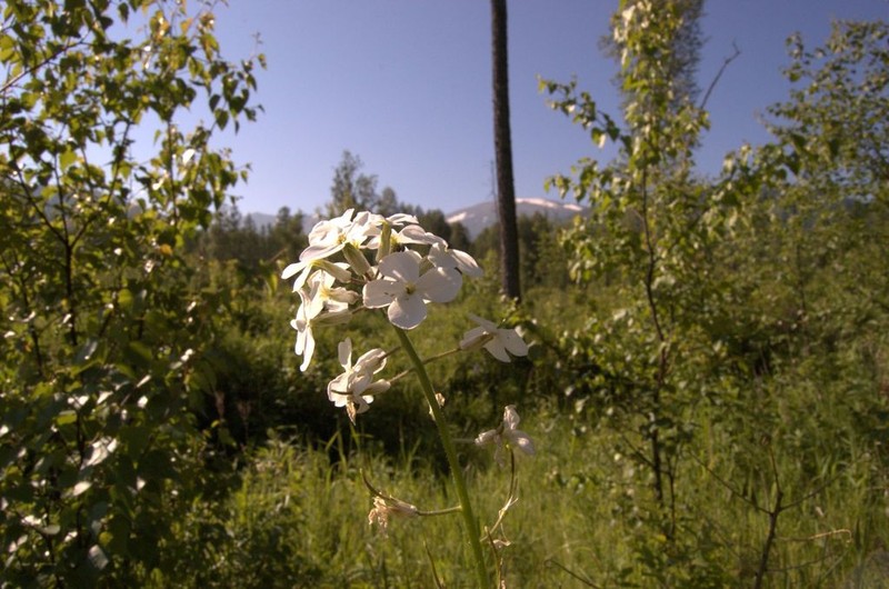Hesperis sibirica photo 2