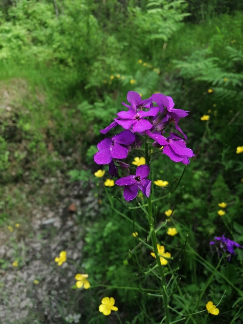 Hesperis sibirica photo 3