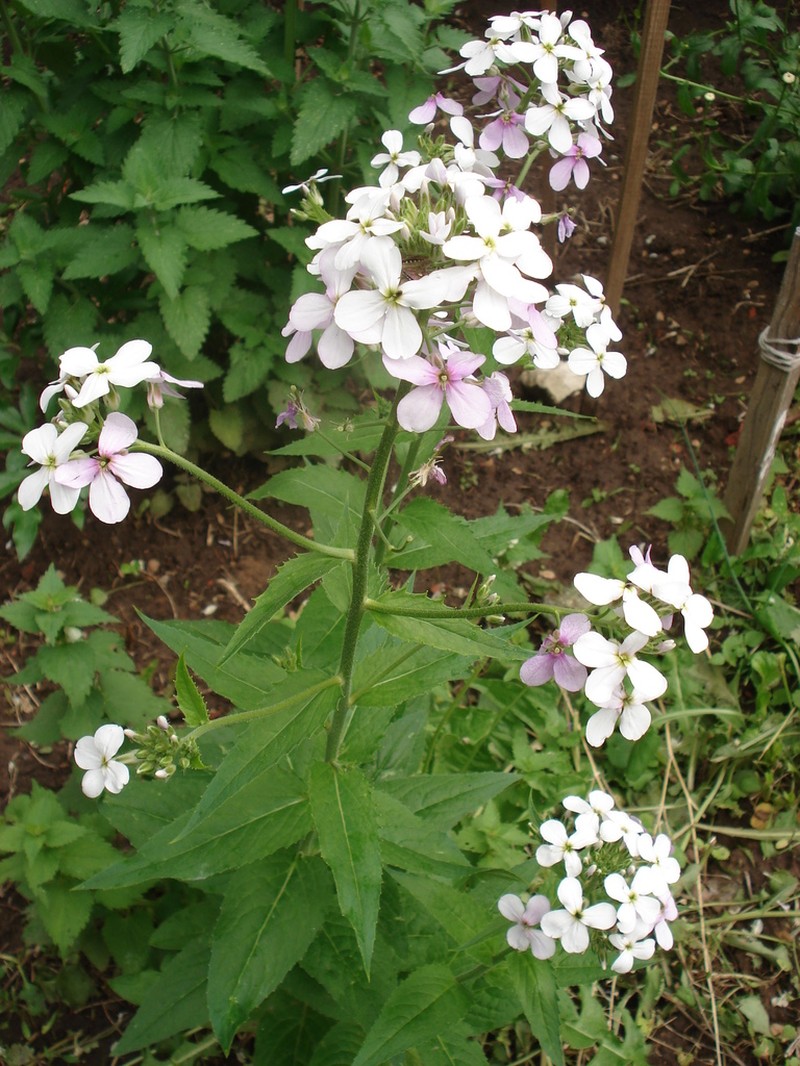 Hesperis sibirica photo 4