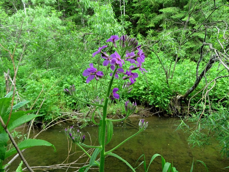 Hesperis sibirica photo 5