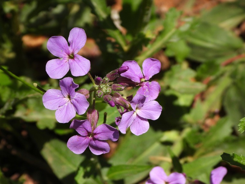 Hesperis sibirica photo 6