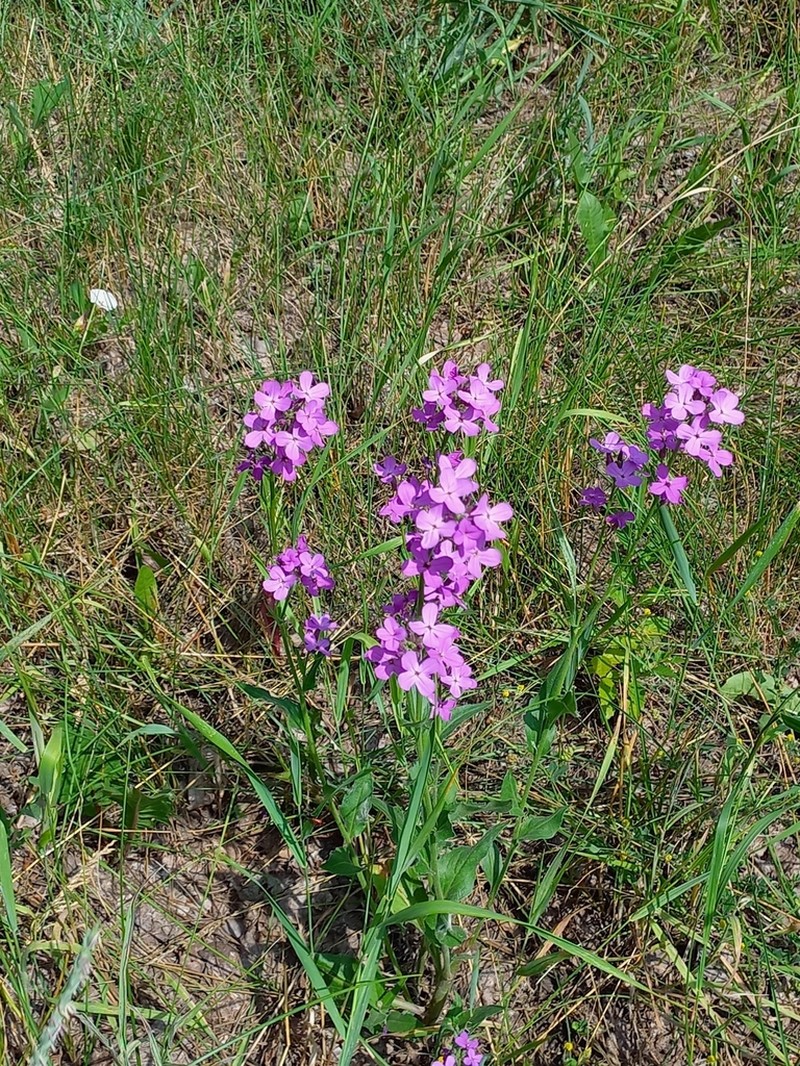 Hesperis sibirica photo 7