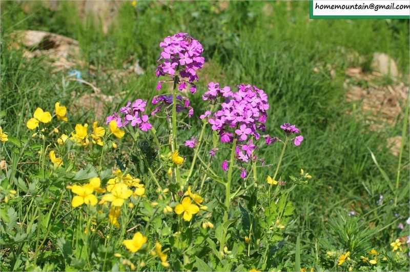 Hesperis sibirica photo 8