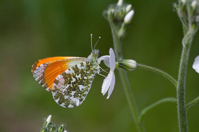 Hesperis sibirica subsp. pseudonivea