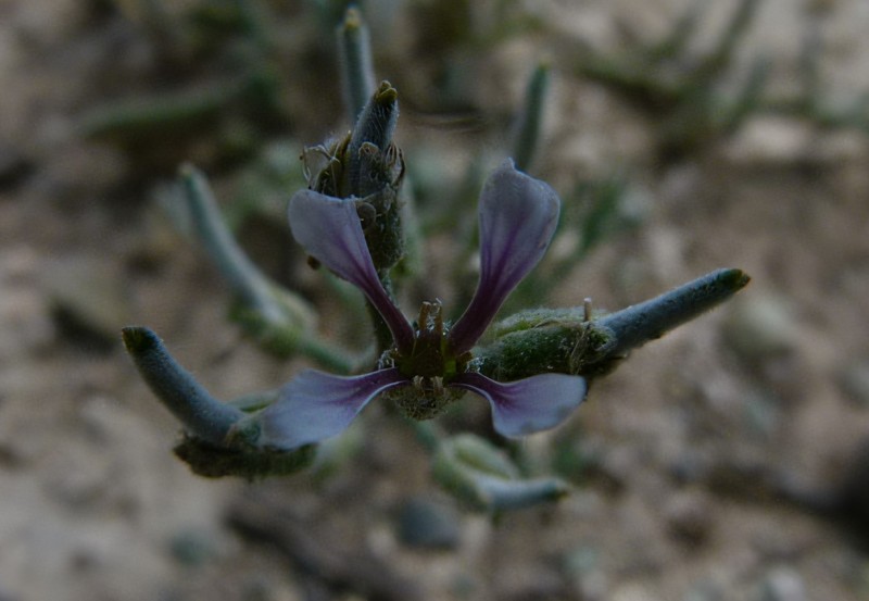 Hesperis sivasica