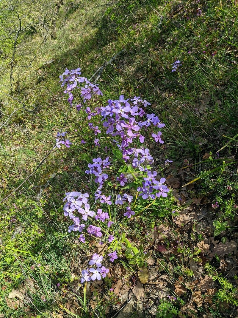 Hesperis steveniana