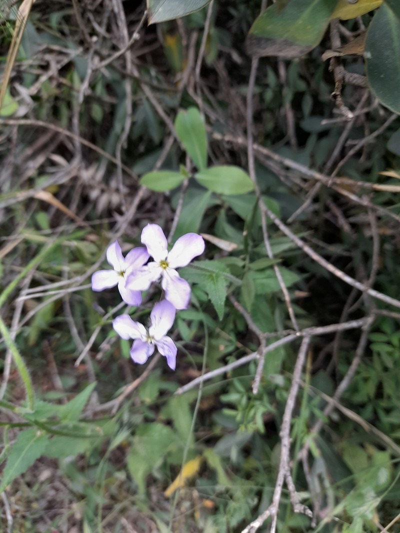 Hesperis steveniana photo 2