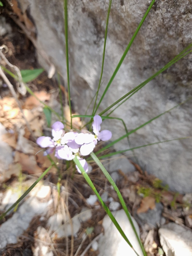 Hesperis steveniana photo 3