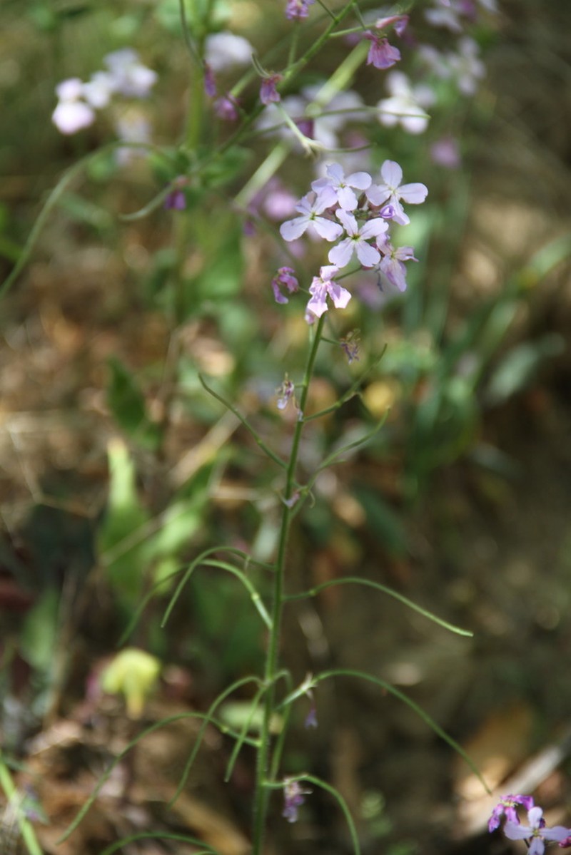 Hesperis steveniana photo 4